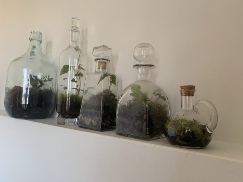 Bottle Terrariums Series  